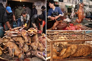 Inside China's brutal dog meat trade where live animals have legs cut off