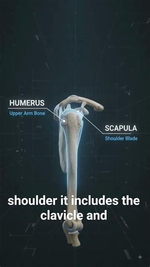 🎯 Review of the Anatomy of the Shoulder | Complete Overview