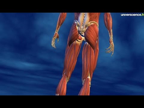 Le muscle strié comme vous ne l'avez jamais vu