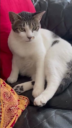 “Am I pretty off course❤️😎comment please #shortsviral #kucing #beauty