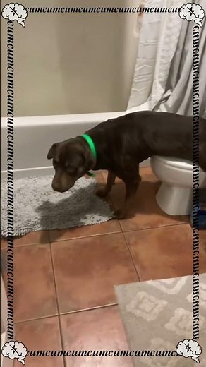 Dog peeing in toilet and farting at the end Funny and hilarious I think ???