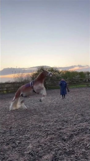 Frosty day today 🤣❤️#equestrian #funny #horse