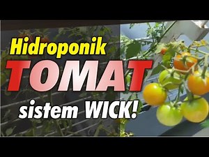 HIDROPONIK TOMAT SISTEM WICK