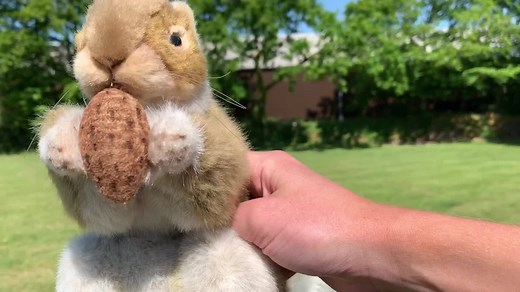 500 reactions · 126 shares | Sexier Than A Squirrel is now the number 1 dog training podcast. See what all the fuss is about, and claim your free transformational eBook “There’s a GAME for that” here: absolutedogs.me/start | absoluteDOGS | Facebook