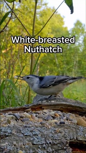 White-breasted Nuthatch - Did You Know?