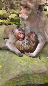 99K views · 1.1K reactions | Baby monkey Summer seizure cry so loudly hungry milk 殺 #compassino #woodstock #socialcommentary #usa #freedom #art #truelove #comedy #comedysketch #animalbehavior | Newly Monkey Reel | Facebook