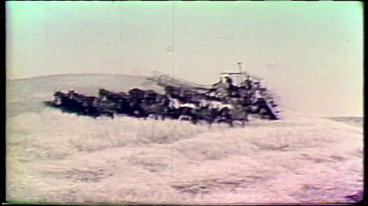 From the Vault: We found in our archive this early-1900s film of a horse-drawn combine in the Palouse. Pulled by nearly twenty horses, the combine also needed quite a crew of humans to do its work. One or two people sewed sacks, a few more worked the machinery, and another drove the team of horses. | Idaho Experience