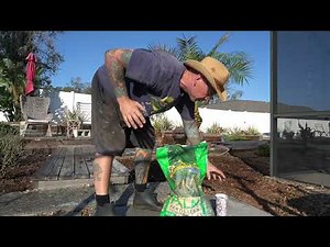 Complete Pygmy Date Palm Care 2025