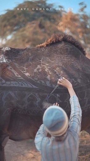 37K views · 641 reactions | @ravigahlotclicks Camel Fastival 2023 A camel getting its fur cut by Japanese hairdresser, Megumi Takeichi before Camel Festival, in Bikaner #india #rajsthanturisom #rajasthan #bikaner #jodhpur | Royal Rajput Baisaraj | Facebook