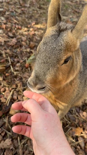 Purrs and love nibbles from the Patagonian Mara this morning | Rogue Feathers Farm