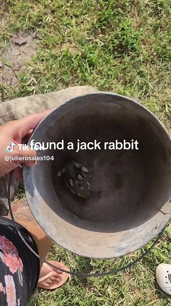 Rescuing a Baby Jack Rabbit: Our Care Journey