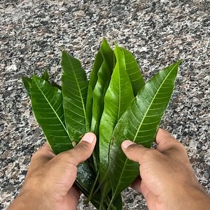 6.9K views · 131 reactions | MANGO Leaves, A Powerful Wonder Few People Know | Tips and Tricks | Facebook