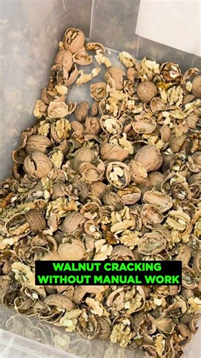 WALNUT CRACKING WITHOUT MANUAL WORK #walnut #processing