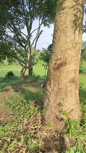 Kailangan pag nag sayaw Tayo samahan natin Ng saya. #highlights #dancechallenge | Ka Pakol Vlogs