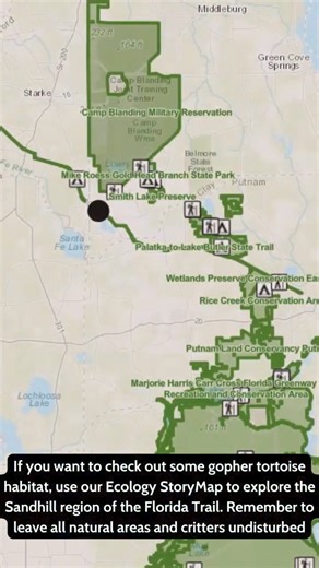 ⭐Meet one of Florida's important keystone species - the gopher tortoise. Without its burrows, many important species would surely disappear. Have you seen gopher tortoises along the Florida Trail? 🐢 #floridanature #floridatrail #keepFLwild | Florida Trail Association