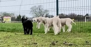 25K views · 129 reactions | *LAMBING WEEK* It’s lambing week here at Animal Farm Adventure Park! The sun is shining & we have lots of new arrivals ready to meet you!  Tickets are ON THE DOOR! Our tickets website is offline, so no need to book! Just turn up for a full day of fun & adventures! Animal handling sessions are running all day, and our play areas are fully open 魯‍♂️ | Animal Farm Adventure Park | Facebook