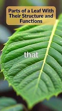 Parts of a Leaf With Their Structure and Functions #shorts #shortsfeed #science