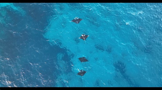 7.1K views · 248 reactions | #ladyelliotisland from the POV of Sean Scott Photography  Visit Fraser Coast Visit Queensland, Australia #thisisqueensland #seeaustralia #SouthernGreatBarrierReef #ecoresorts | Lady Elliot Island Eco Resort | Facebook