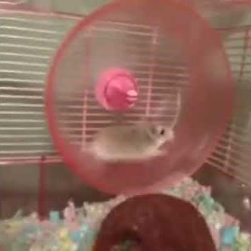 Hamster flying off the wheel