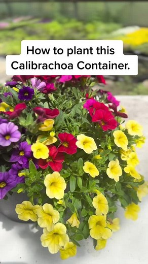 Calibrachoa Container Planting Made Easy