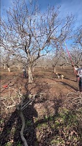 Pistachio pruning 2023