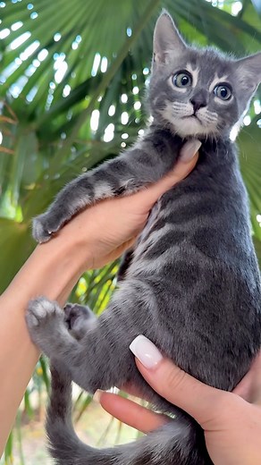 260K views · 23K reactions | Bengal kitty  Charcoal Blue color ...