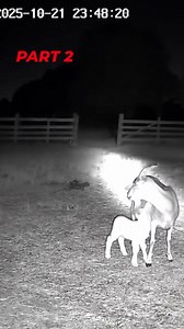 871K views · 7.8K reactions | This isn’t a movie — it’s real CCTV footage from a quiet farm! Late at night, a strange alien-like figure appeared and was captured clearly on camera. People are shocked and asking… is this real or something out of this world? Watch till the end and decide for yourself! , #AlienCaughtOnCamera #CCTVFootage #MysteriousNight #CaughtOnTape #RealOrFake #AlienSighting #ViralMystery #UnbelievableVideo | Grumbo | Facebook