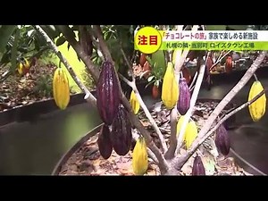 実物大のカカオに…農園を再現し「チョコレートの旅」体験 ロイズタウン工場に新施設プレオープン 当別町 (22/11/12 09:00)