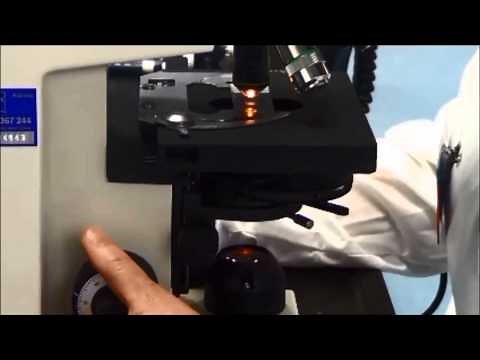 Using the Axiostar Microscope