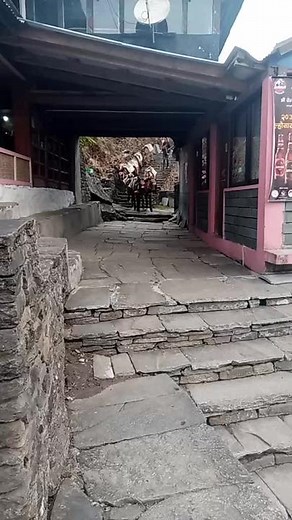 Working Donkeys in a Rural Setting