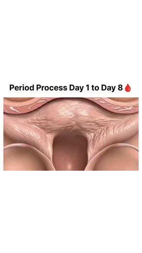 DID YOU KNOW ? on Instagram: "The menstrual cycle from Day 1 to Day 8 marks the period phase and the early recovery stage of the body. Day 1 begins when menstruation starts, as the uterus sheds its lining, often causing cramps, fatigue, and heavier flow. During Days 2 to 4, bleeding continues and may still feel intense, with low hormone levels sometimes leading to mood swings, bloating, and low energy. By Days 5 and 6, the flow usually becomes lighter, discomfort reduces, and the body slowly reg