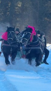 Putna - Bucovina 11 Ianuarie 2026 #horses #horse #viralreels #explorepage #new | Cai