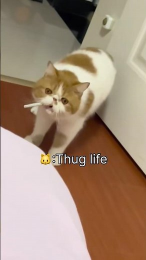Cats Thug Life😸