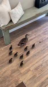422K views · 19K reactions | Mamma duck likes to tour Open Houses on the weekend with her ducklings to see if they can move out of the pond... Funny Videos Want to be featured? Message us videos you filmed to be featured on the page! | Funny Videos | Facebook