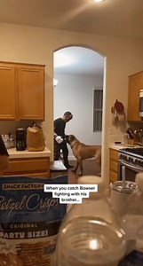 What it's like boxing with a big puppy! #doglovers #puppyvideo #funnydogs #dogs #mastiff #dogsofinstagram #bigdogs #bigdog #bigdogsofinstagram #mastiffsofinstagram #englishmastiff #bigbowser #gentlegiant #cutedogs #funnydog #dogvideos | Bowser The Giant Mastiff