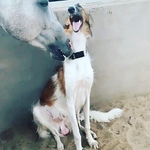 19 reactions | ❤️ | Petplus | Facebook