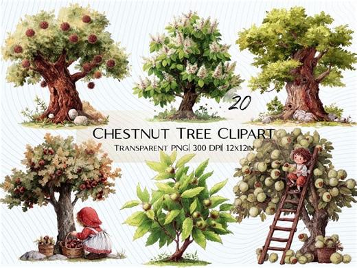 20 Chestnut Tree Clipart | Botanical Tree, Burrs, Leaves PNG Transparent Background - Etsy