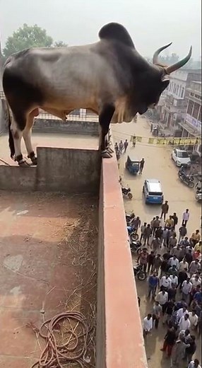 Crazy Bull Jump From House roof Caught on Camera in India #bull #india #sora #ai #jump