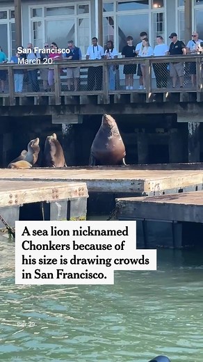 A very large sea lion is drawing onlookers to a pier popular among both other sea lions and tourists in San Francisco, wowing visitors and catapulting him to online fame. The name that has stuck is Chonkers — because, well, he is chonky. #sealion #chonkers