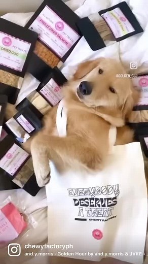 Pose like a pro with some chewy treats 😍💖 Thamk woo so much fwen! Supaw love your 3.3 haul 😍💖 #allnaturaltreats #fyp #dogs
