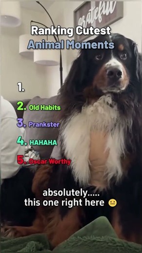 Ranking the Cutest Animal Moments 🐾