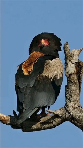 Kruger Park Safaris with Nhongo Safaris