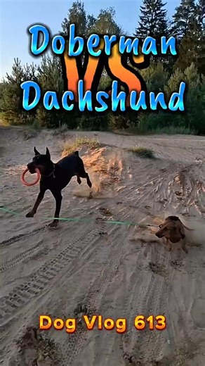 Doberman and Dachshund dogs running together in slow motion (beautiful moments) #dogvlog #funnydog