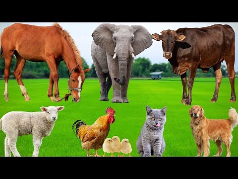 Playful Farm Animals: Pig, Cat, Dog, Cow, Horse, Monkey, Hippopotamus, Parrot – Cute Farm Animals