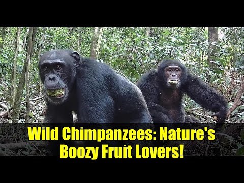 Wild Chimpanzees: Nature's Boozy Fruit Lovers!