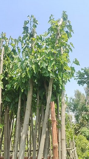 2.9K views · 19 reactions | Export quality Mulberry plants available...
