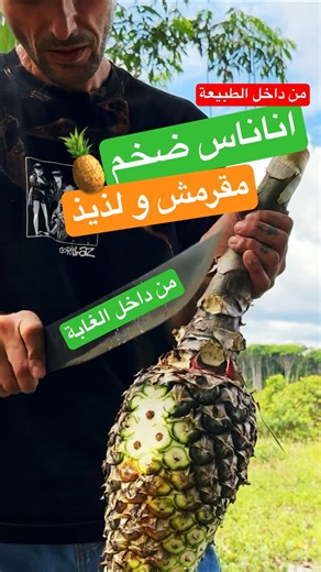 أناناس ضخم من المزرعة 😳🍍 | Crunchy Pineapple Test