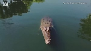 These stories will remind you to beware of Australia. | Inside Edition