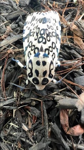 Giant Leopard Moth #stem #science #insects