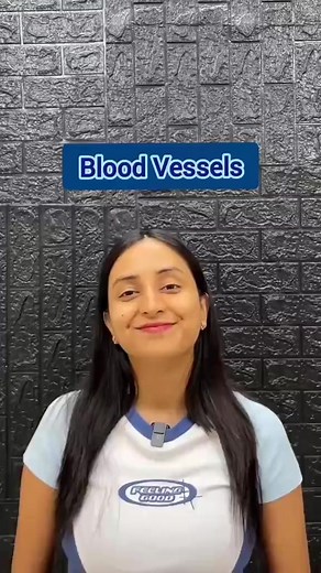 Blood Vessels Layer | Anatomy & Physiology 🫀